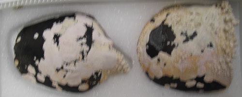 Broken bottles from shipwreck in Trinity Harbour. 